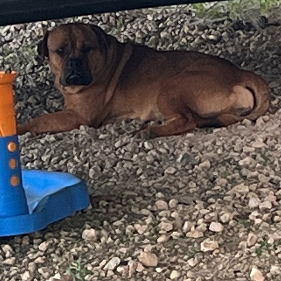 Meet your Posher, Tobi - Picture 4 of 14